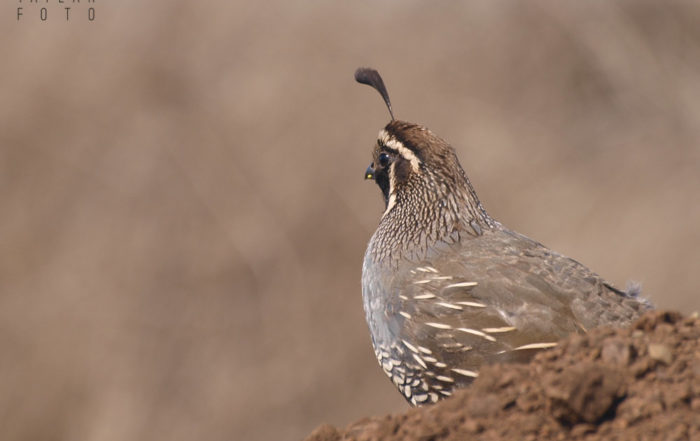 California Quail