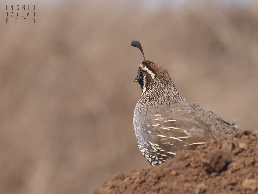 California Quail