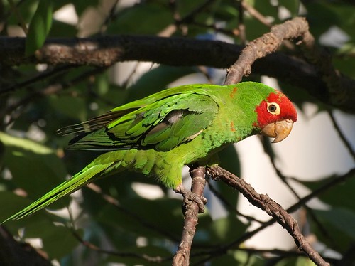 Wild Parrot in San Francisco Tree