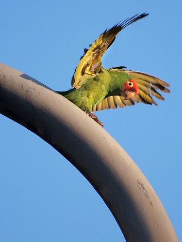 San Francisco Parrot Playing on Street Light