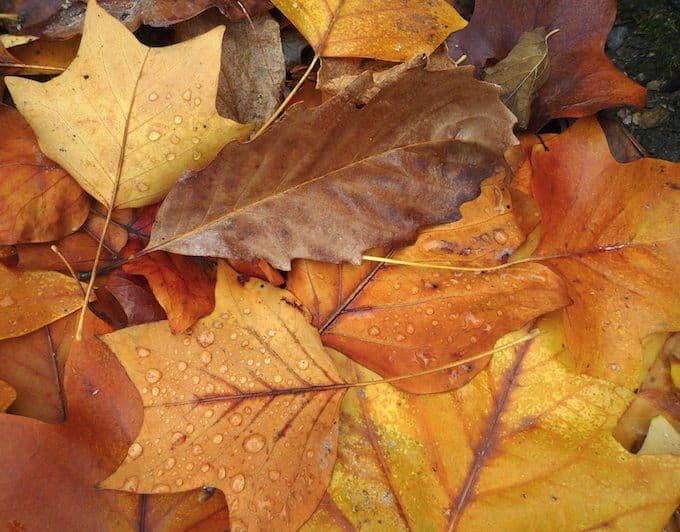Autumn Leaves at UC Berkeley Botanical Garden