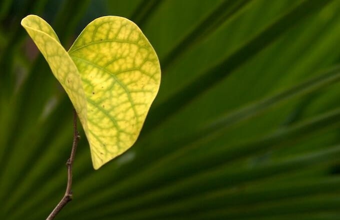 Yellow Leaf on Green Fronds