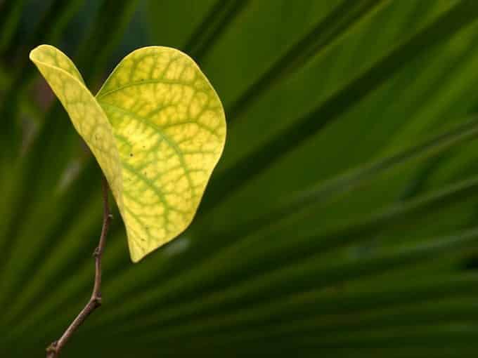 Yellow Leaf on Green Fronds