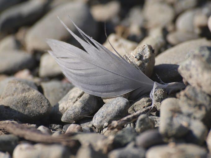 Feather on Rocks