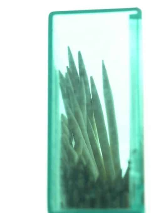 Ittens Contrasts Transparent