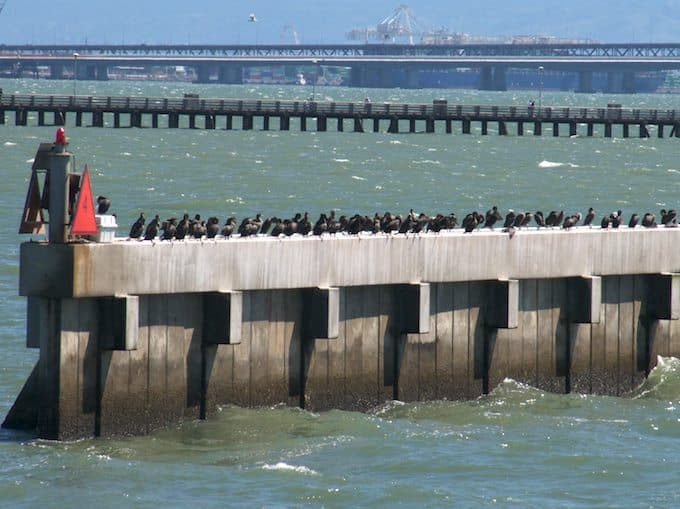 Cormorants on Breakwater