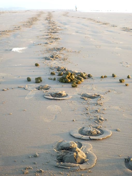 Horse Tracks on Morro Strand