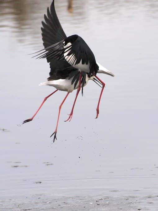Black-necked Stilts