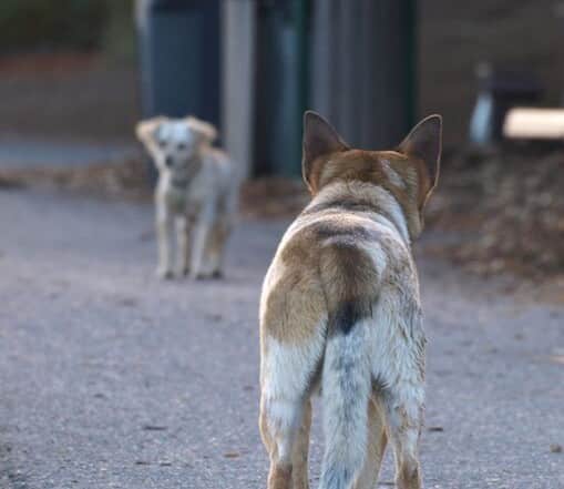Doggy Showdown