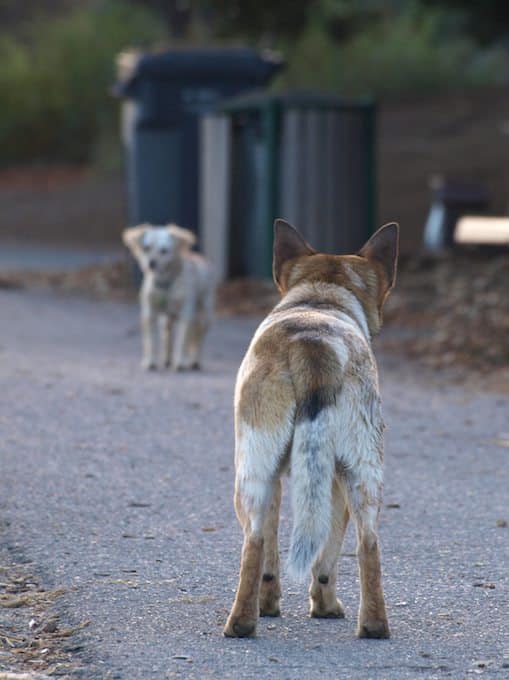 Doggy Showdown