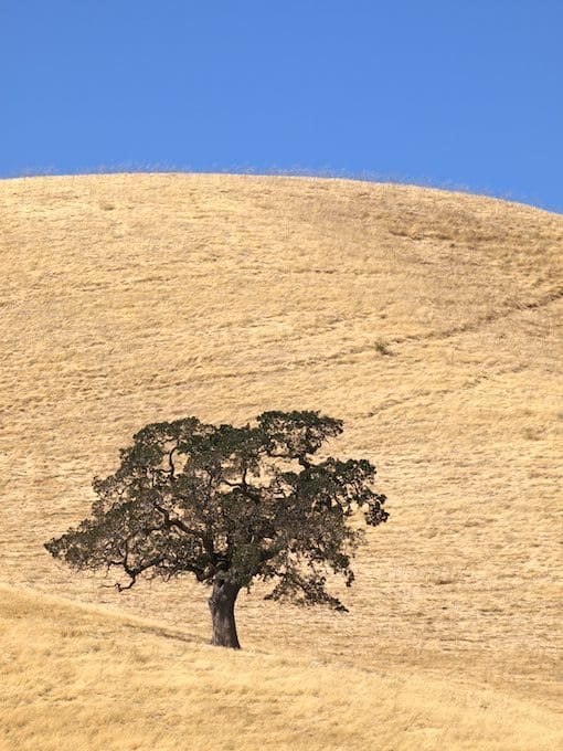 Lone Tree at Los Vaqueros