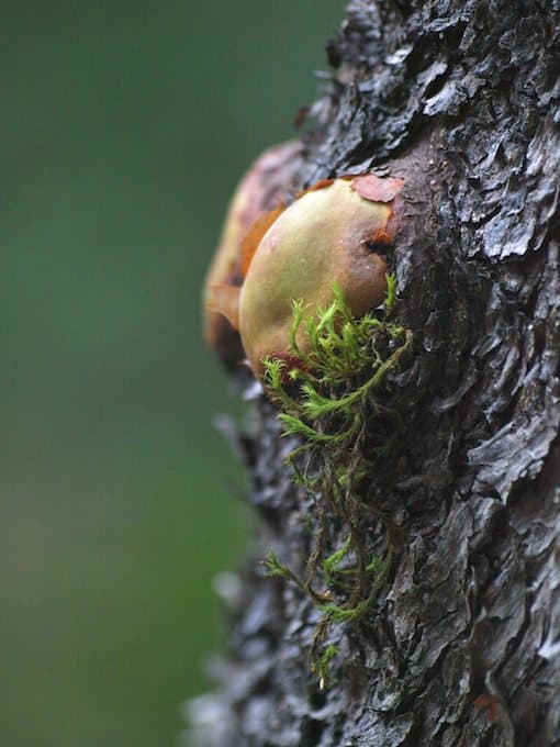 Tree trunk