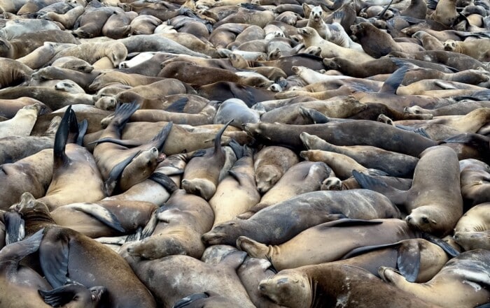 California sea lions hauled out