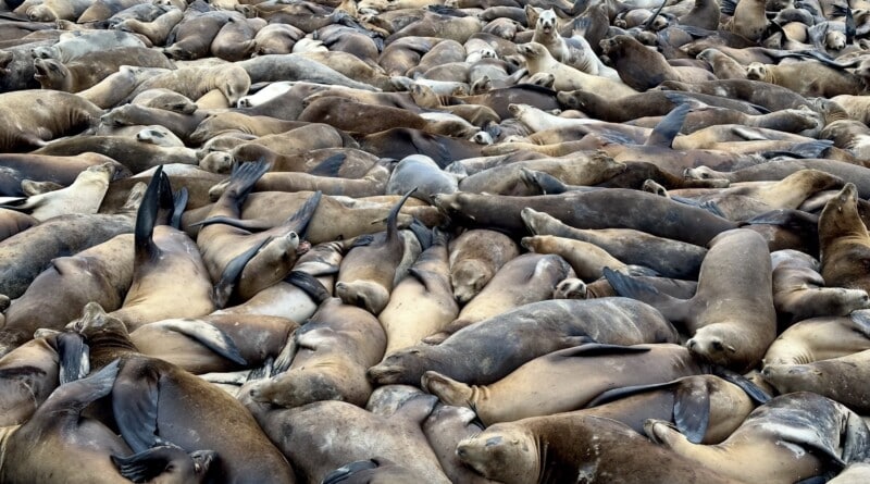 California sea lions hauled out
