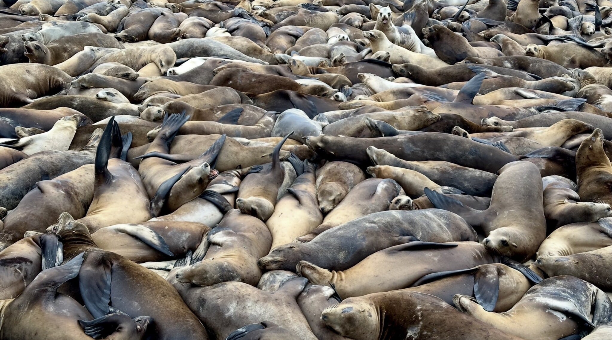 California sea lions hauled out
