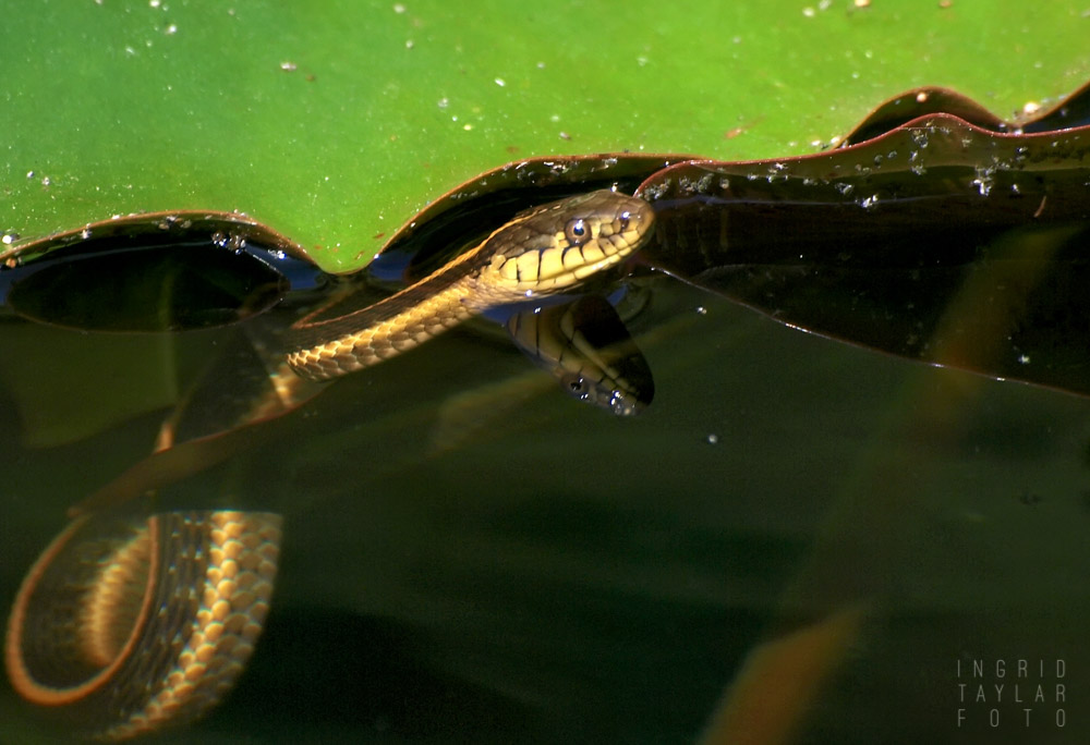 Aquatic Garter Snake at UC Berkeley Botanical Garden