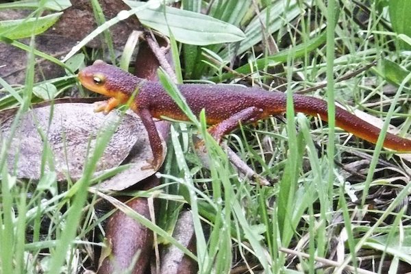 California Newt Migration in Berkeley