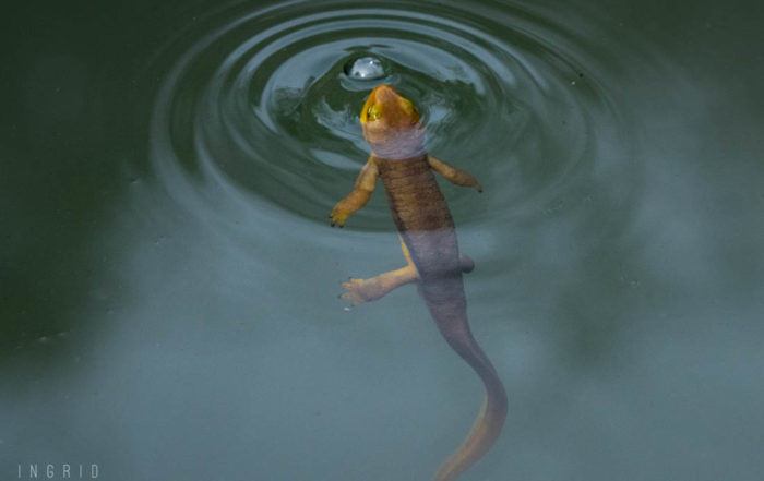 Newt Surfacing at UC Berkeley Botanical Garden