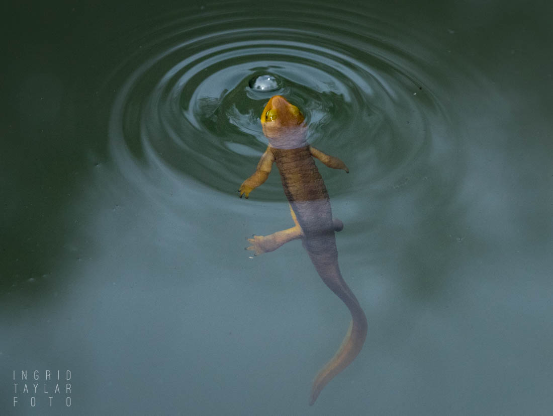 Newt Surfacing at UC Berkeley Botanical Garden