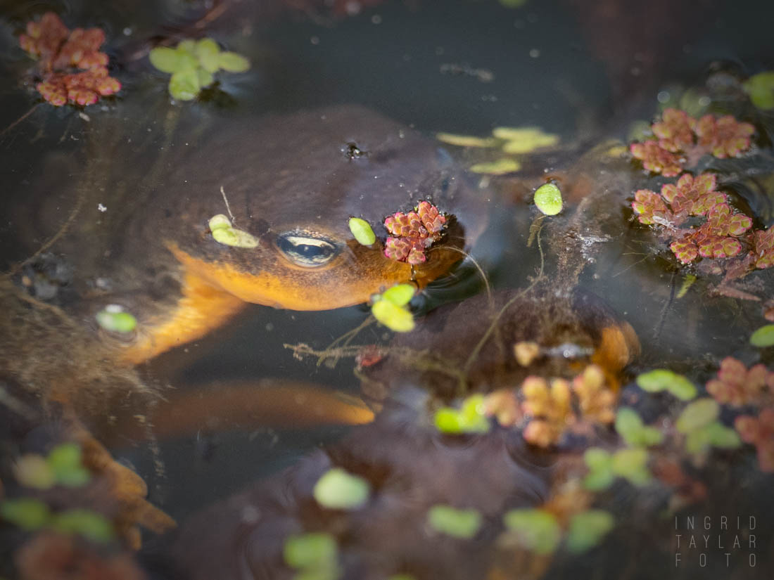 Newt Surfacing at UC Berkeley Botanical Garden