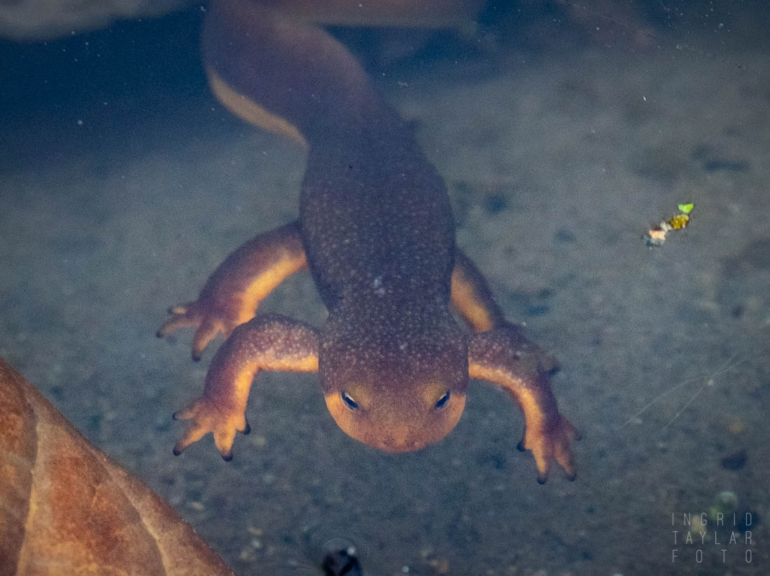 Newt Swimming at UC Berkeley Botanical Garden