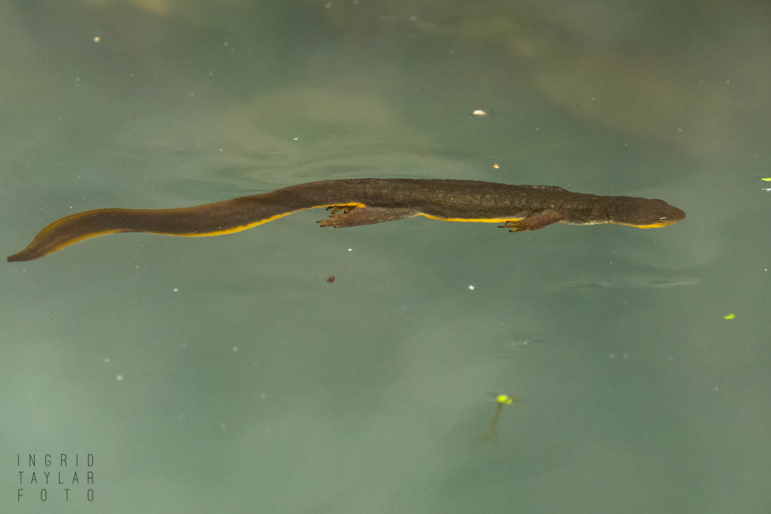 Newt Swimming at UC Berkeley Botanical Garden