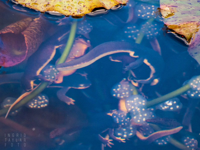 Newts and Egg Sacs at UC Berkeley Botanical Garden