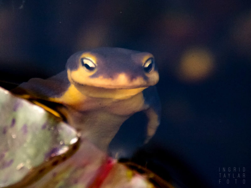 Newt Surfacing at UC Berkeley Botanical Garden