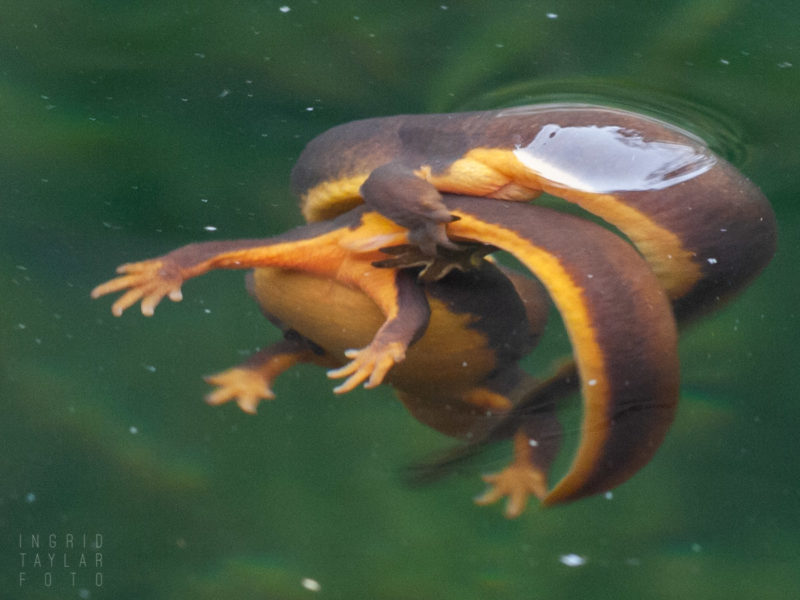 Newt Courtship at UC Berkeley Botanical Garden