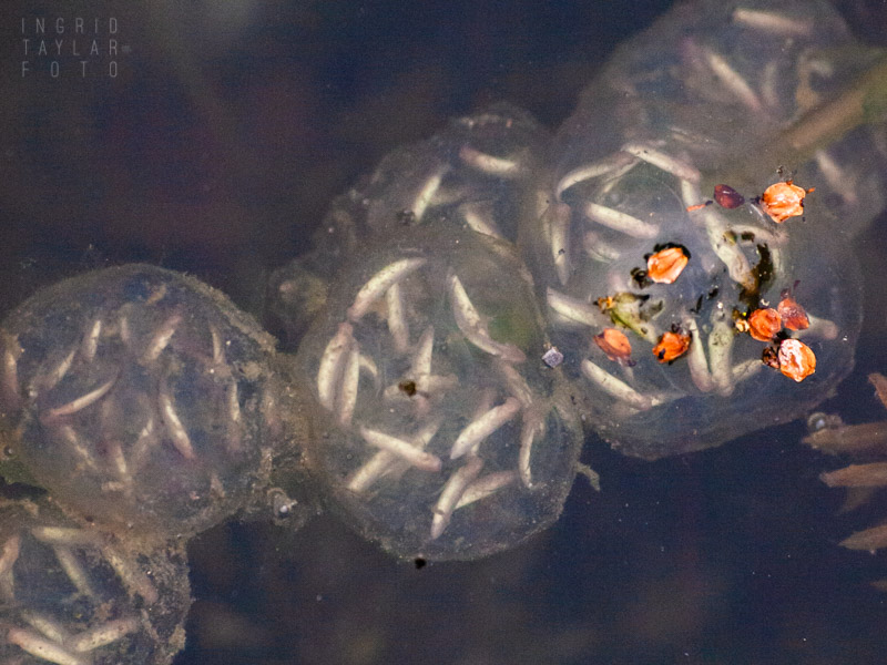 Newt Egg Sacs at UC Berkeley Botanical Garden