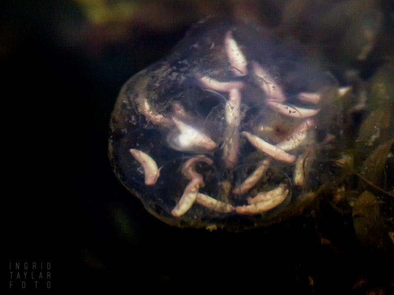 Newt Egg Sac at UC Berkeley Botanical Garden