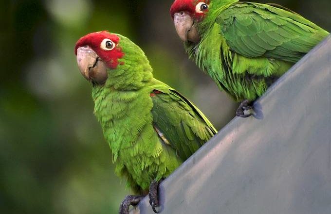 Cherry-Headed Conures in San Francisco