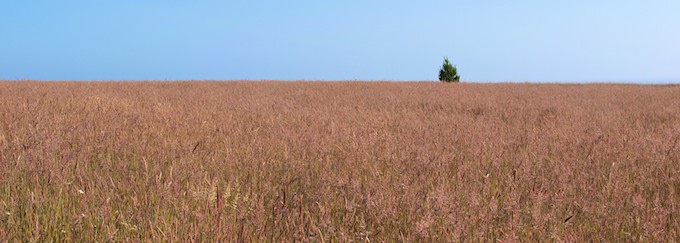 Lone Tree in Grasslands