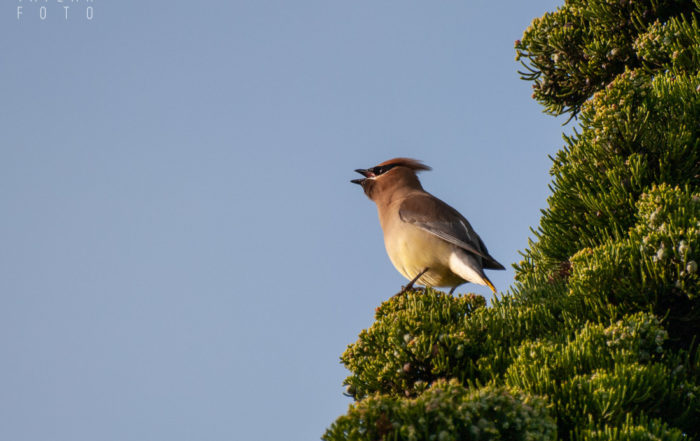 Cedar Waxwing Eating Juniper Berry