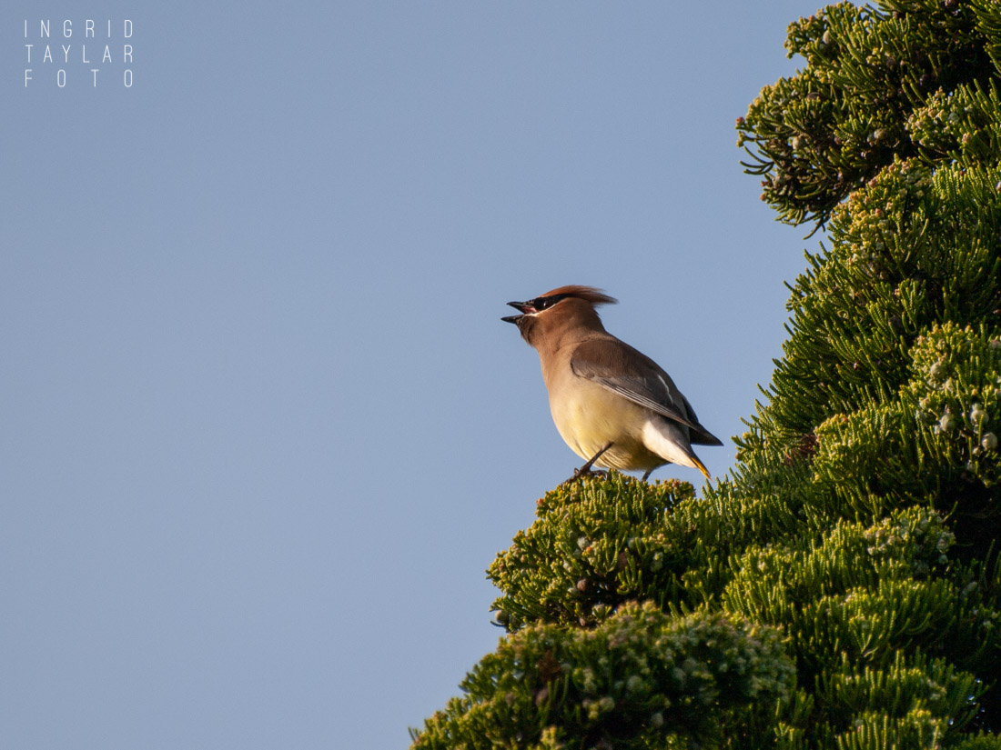 Cedar Waxwing Eating Juniper Berry