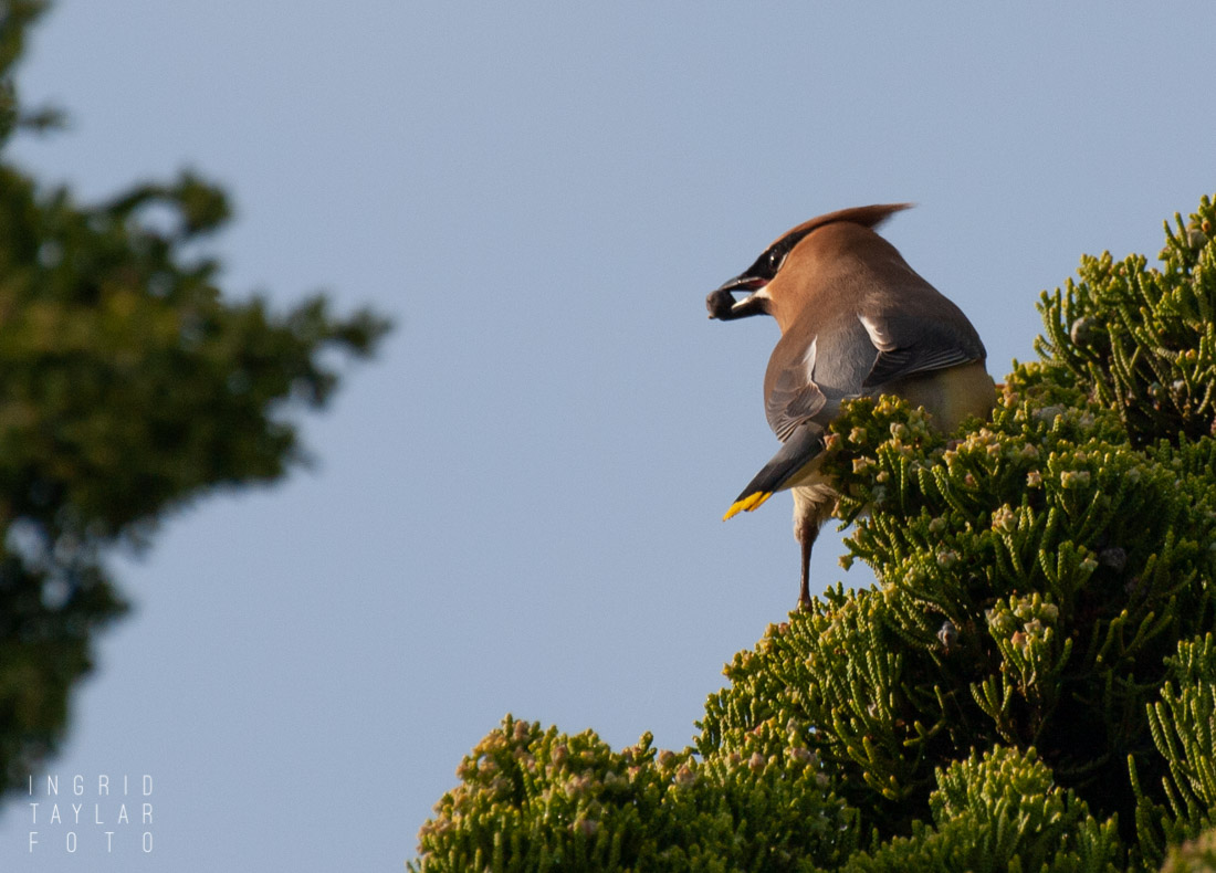 Cedar Waxwing Eating Juniper Berry