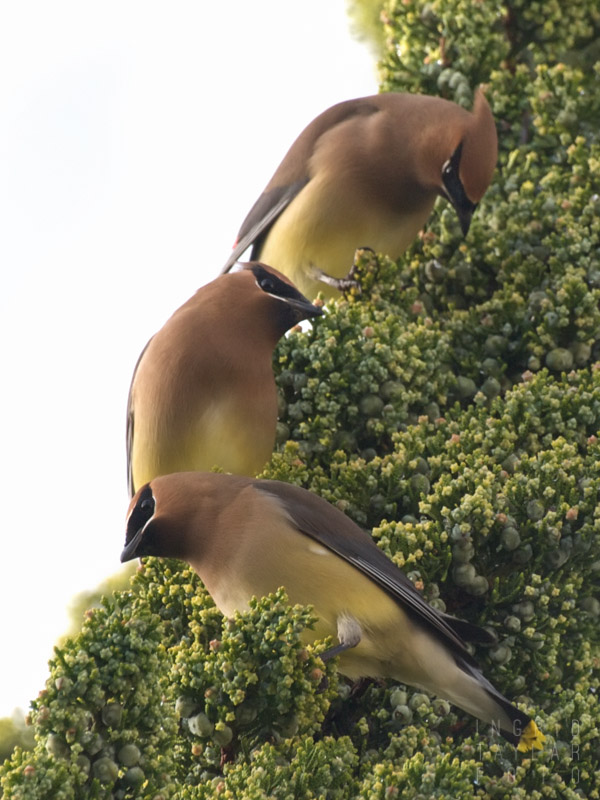 Cedar Waxwings in Evergreen Tree