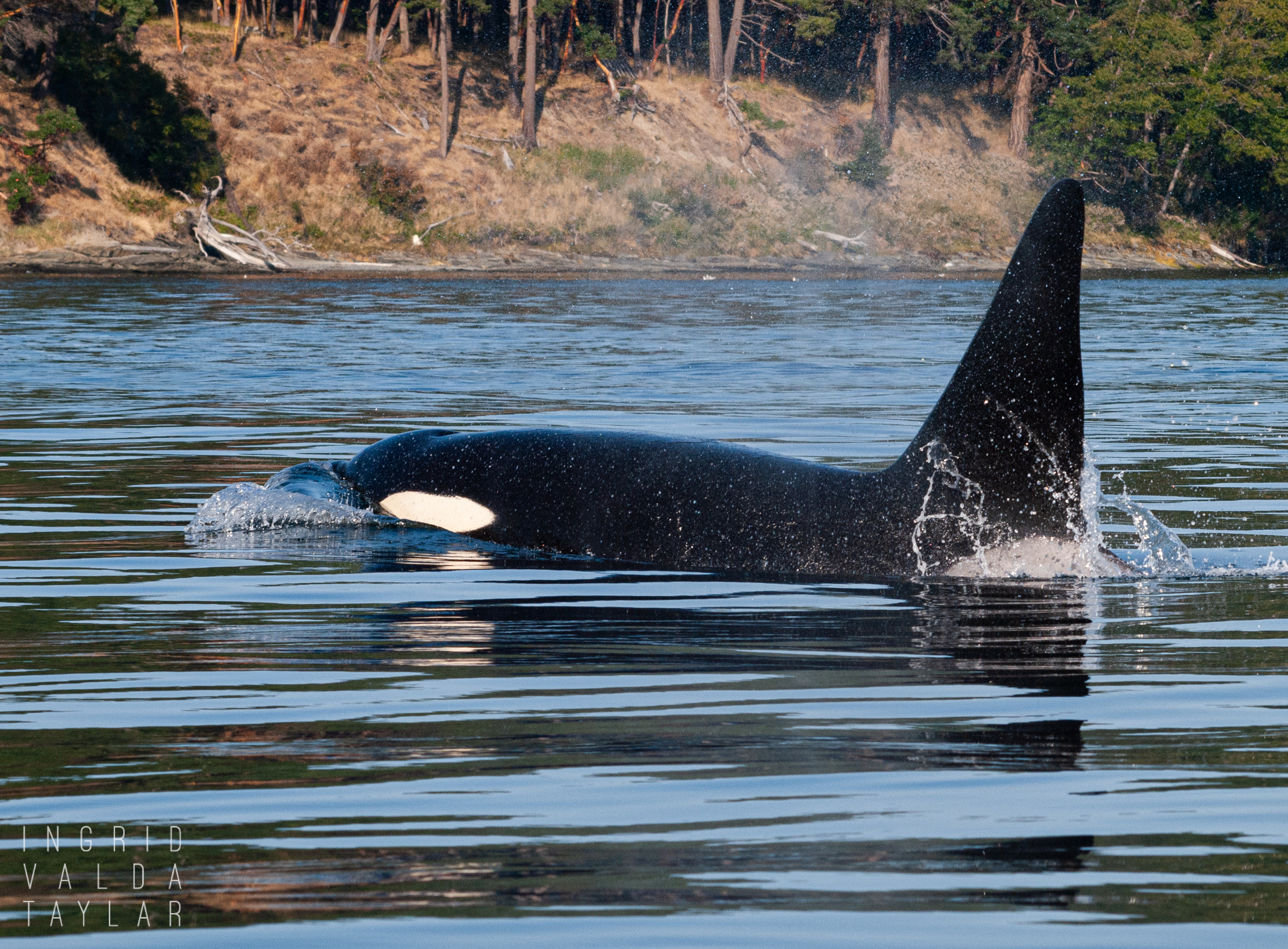 Orca in San Juan Islands Washington