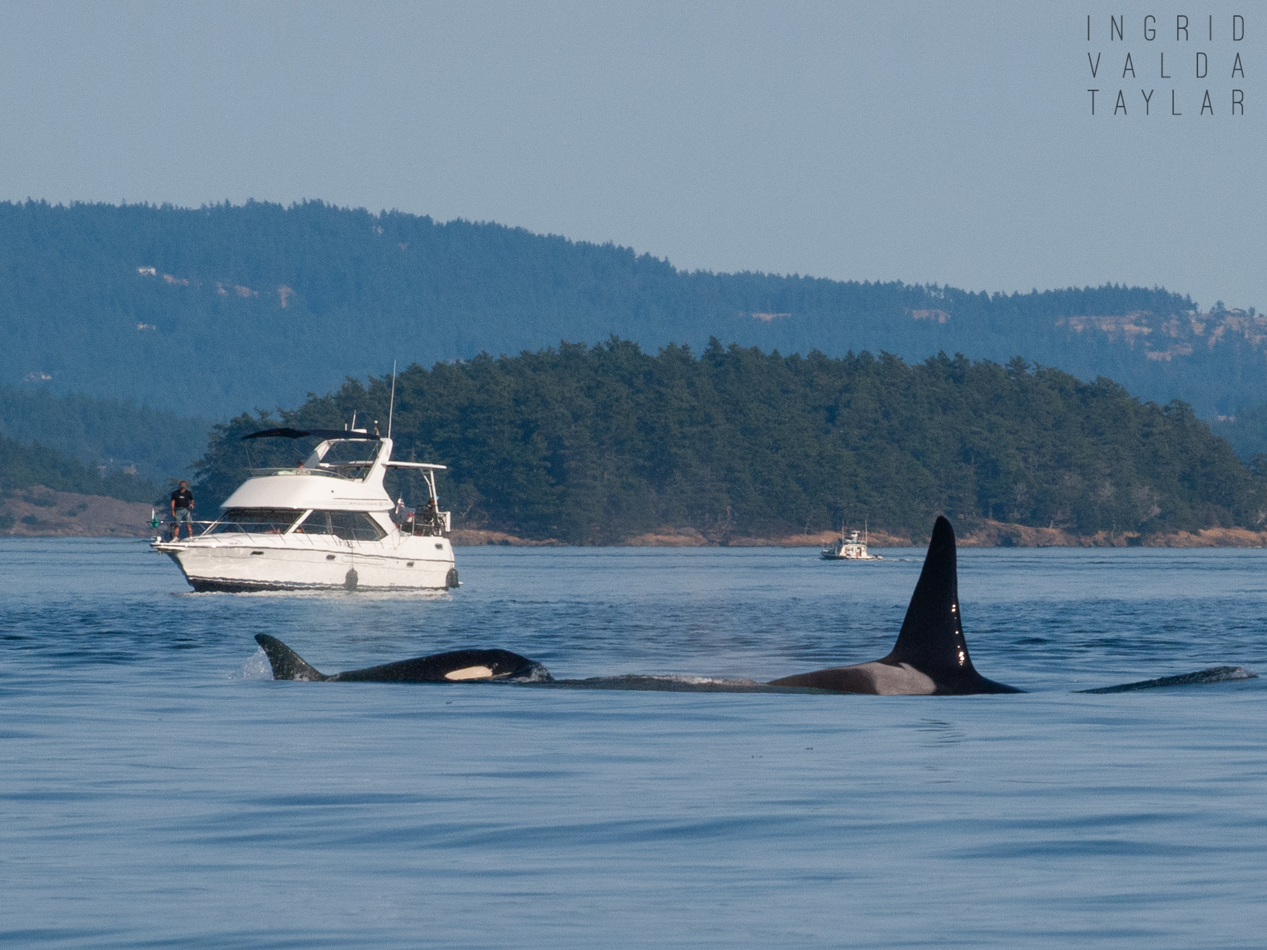 Southern Resident Orcas on the Salish Sea
