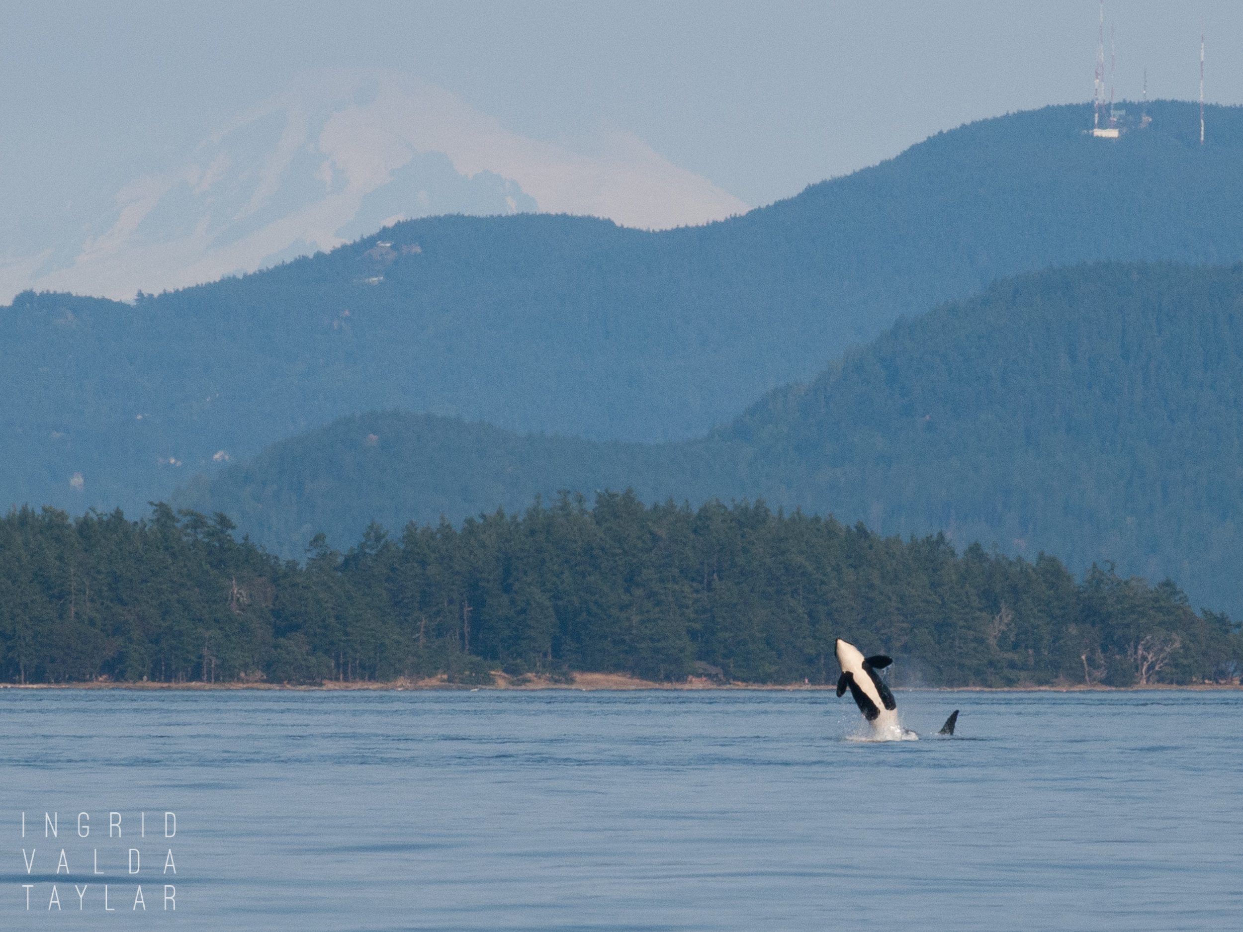 Southern Resident Orca Breaching in Washington