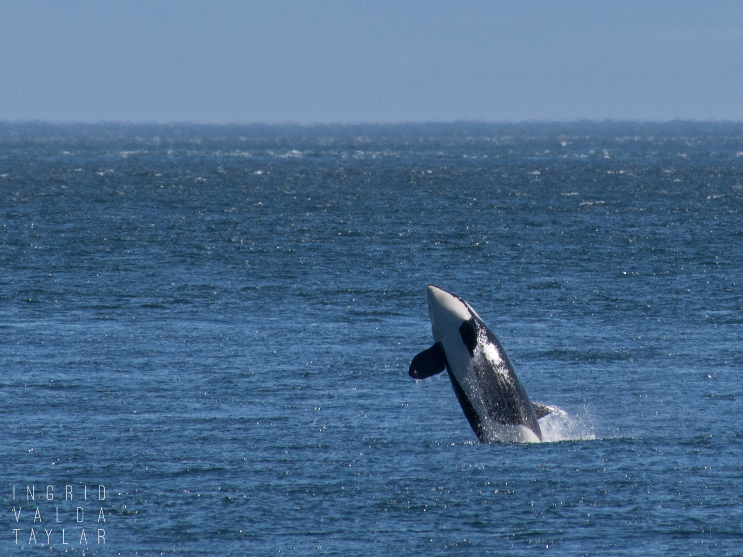 Southern Resident Orca Breaching off San Juan Island Washington