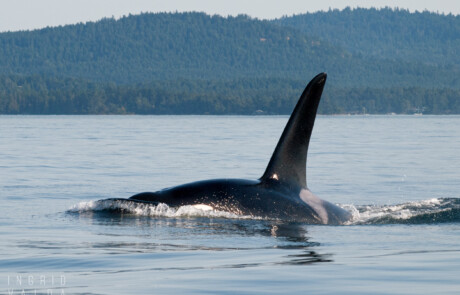 Southern Resident Orca in Salish Sea Washington