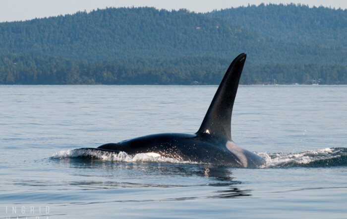 Southern Resident Orca in Salish Sea Washington