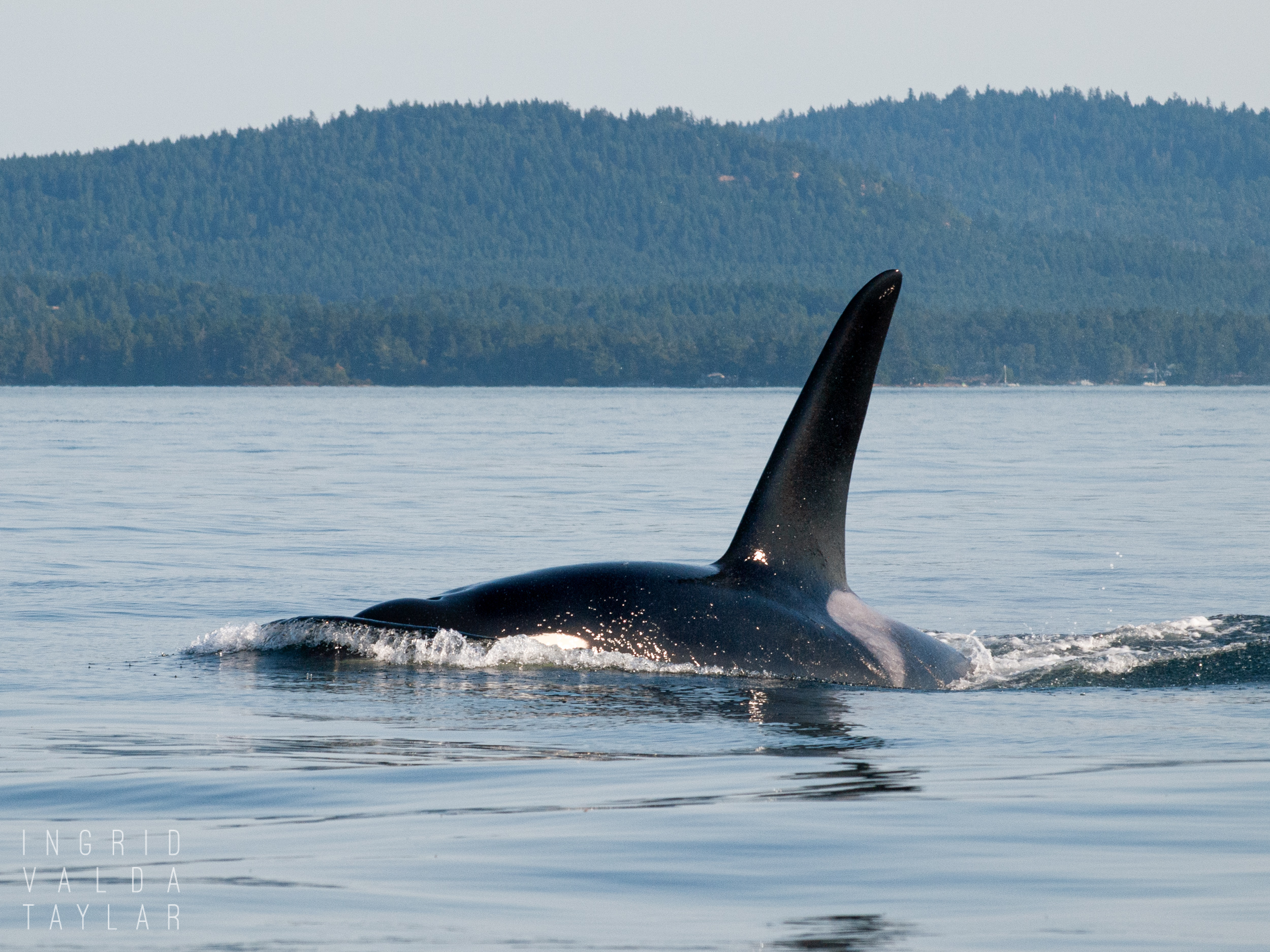 Southern Resident Orca in Salish Sea Washington