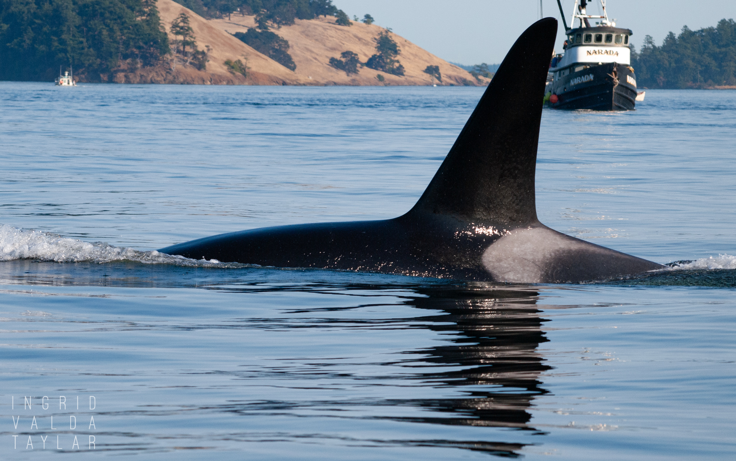 Southern Resident Orca in San Juan Islands