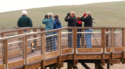 Birders on Observation Boardwalk Birders on Observation Boardwalk