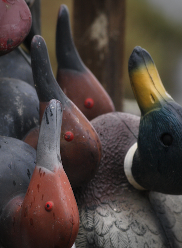 Mallard and Canvasback Duck Decoys