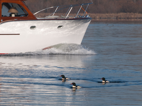 Ducks and Boats on Lake Washington