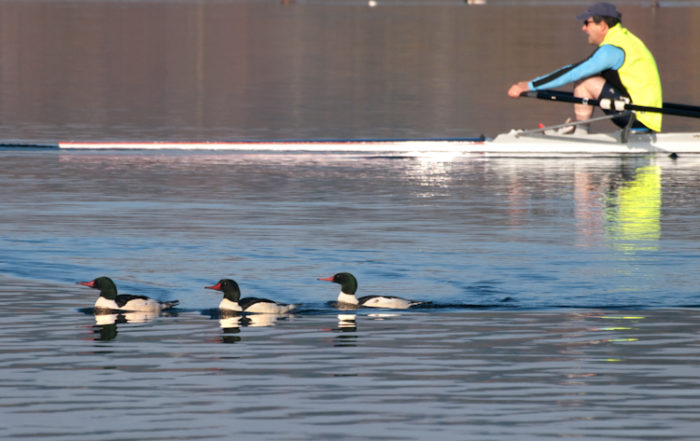 Common Mergansers and Rower on Lake Washington
