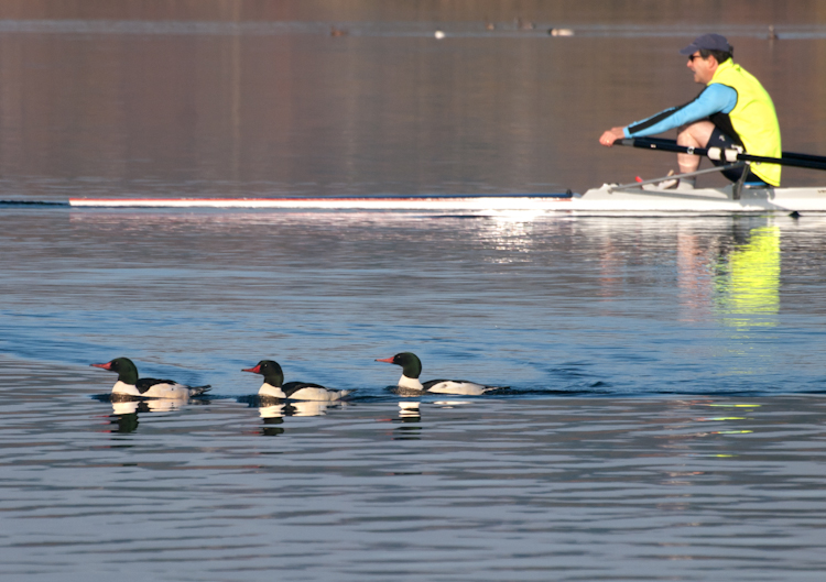 Common Mergansers and Rower on Lake Washington